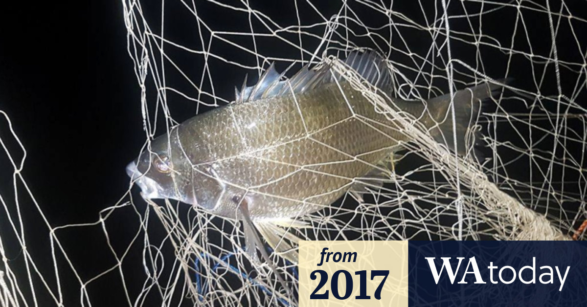 Perth fisherman nets large fine for illegal fishing in Canning River